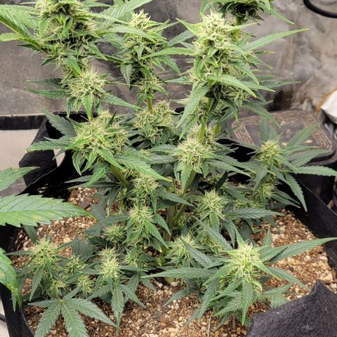 Fat 🍌 growlog timeline photo