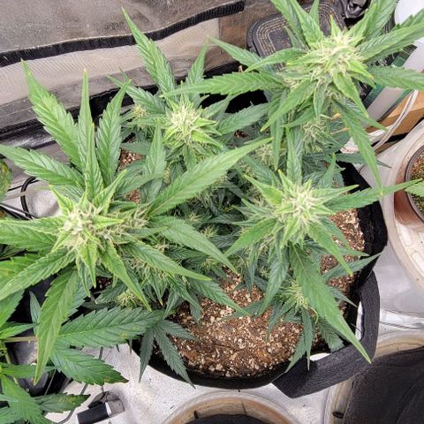 Fat 🍌 growlog timeline photo