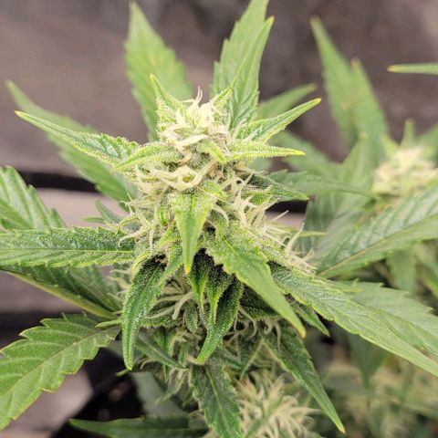 Fat 🍌 growlog timeline photo