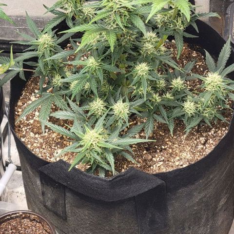 Fat 🍌 growlog timeline photo
