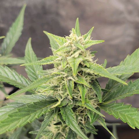 Fat 🍌 growlog timeline photo