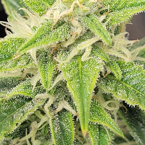 Fat 🍌 growlog timeline photo