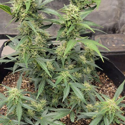 Fat 🍌 growlog timeline photo