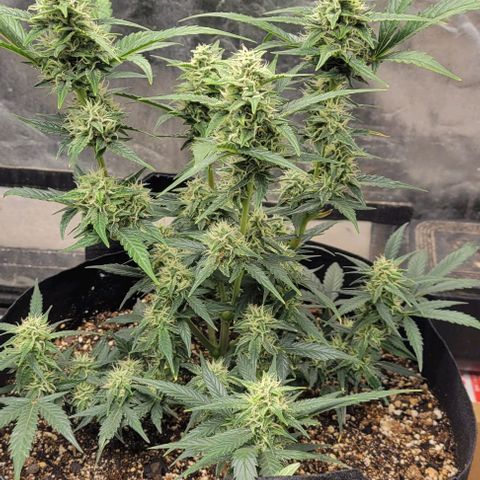 Fat 🍌 growlog timeline photo