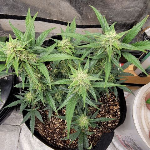 Fat 🍌 growlog timeline photo