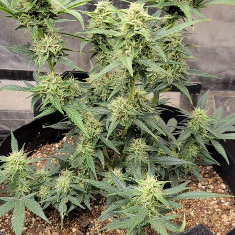 Fat 🍌 growlog timeline photo