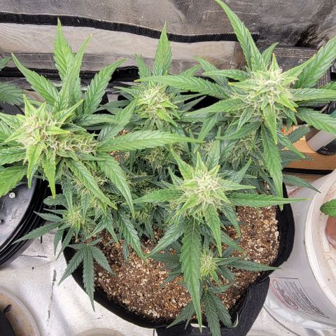 Fat 🍌 growlog timeline photo