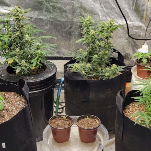 Fat 🍌 growlog timeline photo