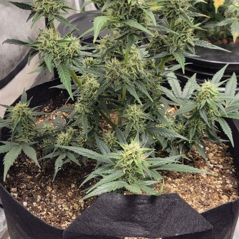 Fat 🍌 growlog timeline photo