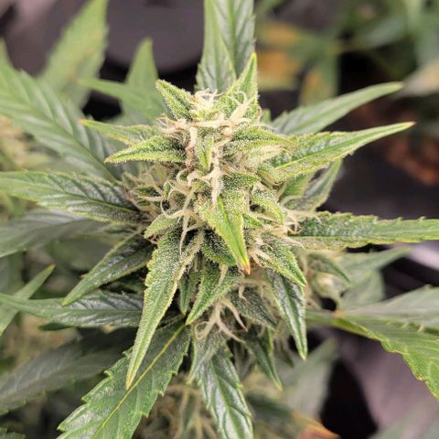 Fat 🍌 growlog timeline photo