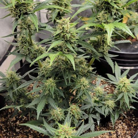 Fat 🍌 growlog timeline photo