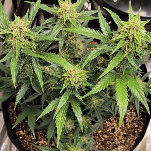 Fat 🍌 growlog timeline photo