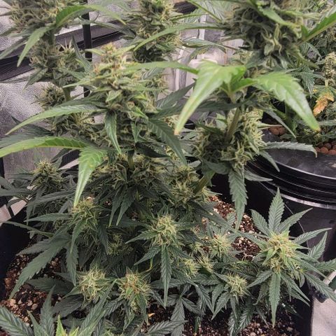 Fat 🍌 growlog timeline photo