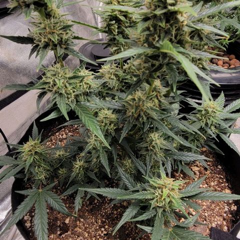 Fat 🍌 growlog timeline photo