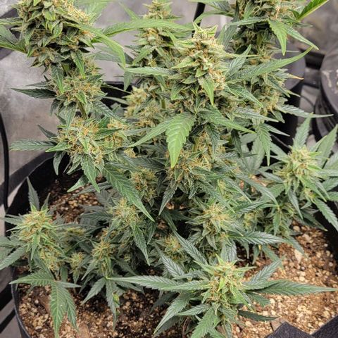 Fat 🍌 growlog timeline photo