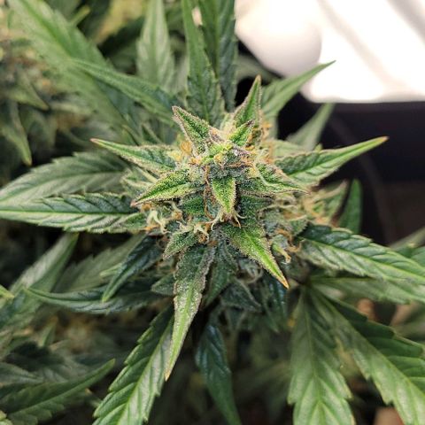 Fat 🍌 growlog timeline photo