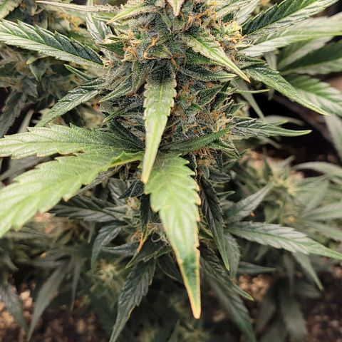 Fat 🍌 growlog timeline photo