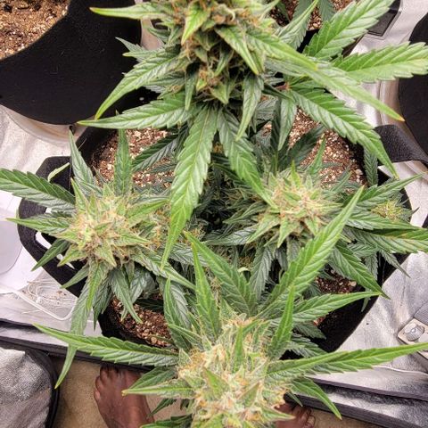 Fat 🍌 growlog timeline photo