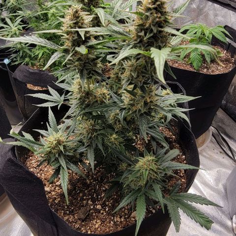 Fat 🍌 growlog timeline photo