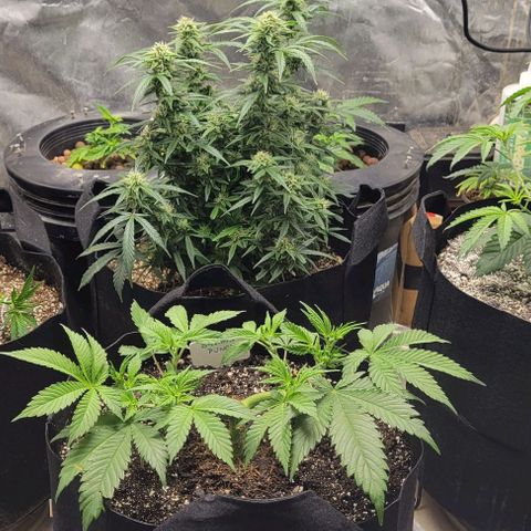 Fat 🍌 growlog timeline photo