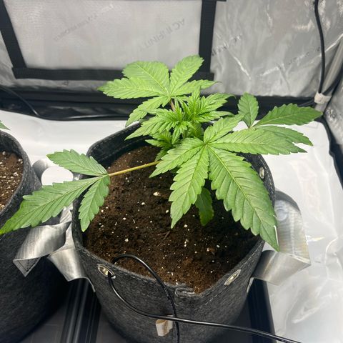 King Julien growlog timeline photo