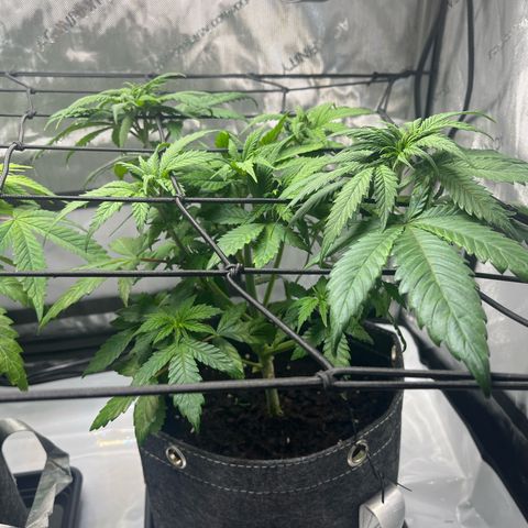 King Julien growlog timeline photo