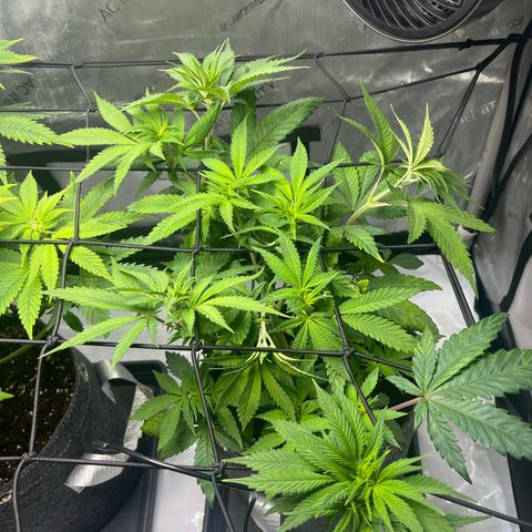 King Julien growlog timeline photo