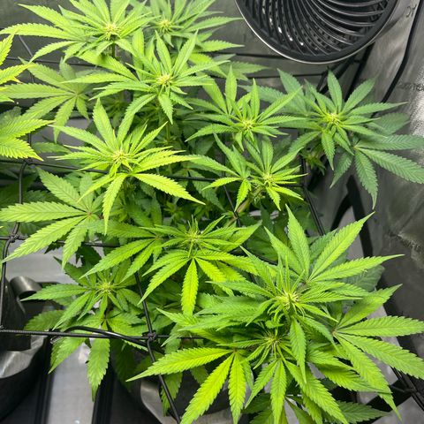 King Julien growlog timeline photo