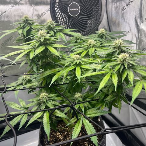 King Julien growlog timeline photo