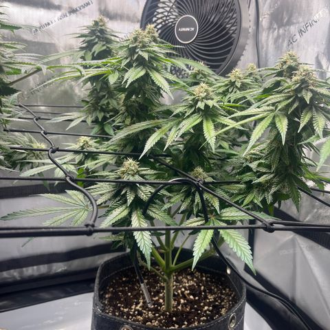 King Julien growlog timeline photo