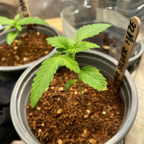 Super Silver Haze growlog timeline photo