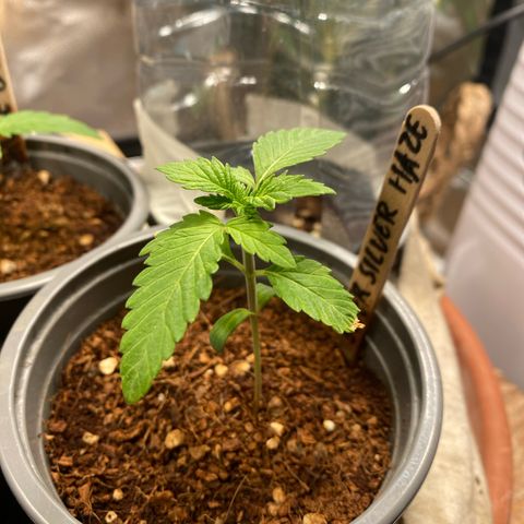 Super Silver Haze growlog timeline photo