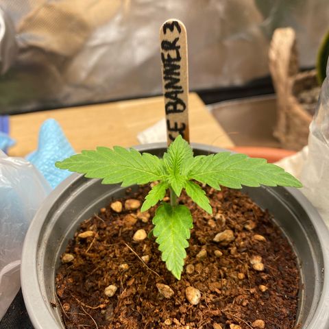 Bruce Banner #3 growlog timeline photo