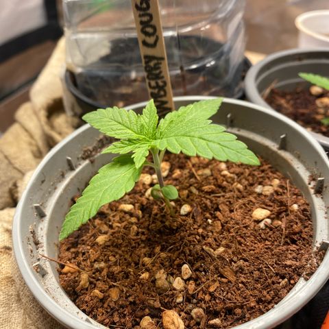 Strawberry Cough growlog timeline photo