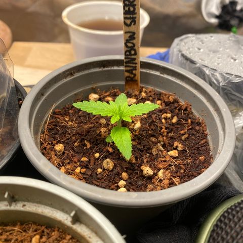 Rainbow Sherbet #11 growlog timeline photo