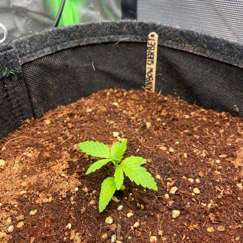 Rainbow Sherbet #11 growlog timeline photo
