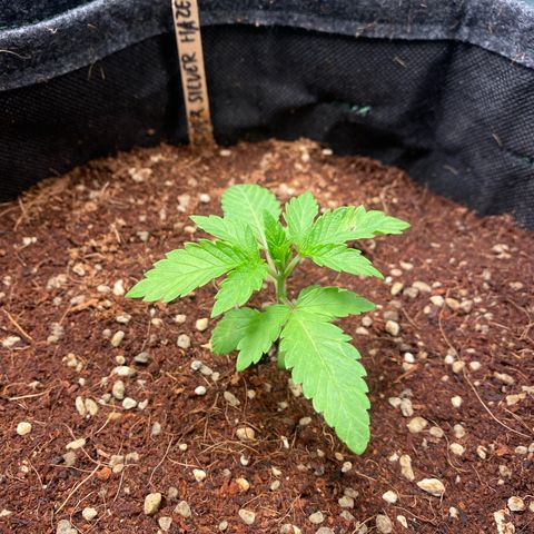 Super Silver Haze growlog timeline photo