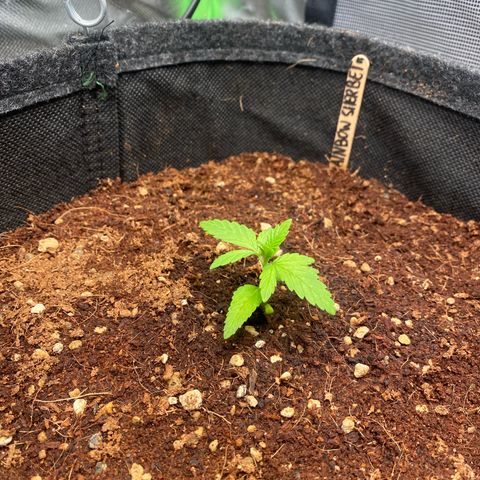 Rainbow Sherbet #11 growlog timeline photo