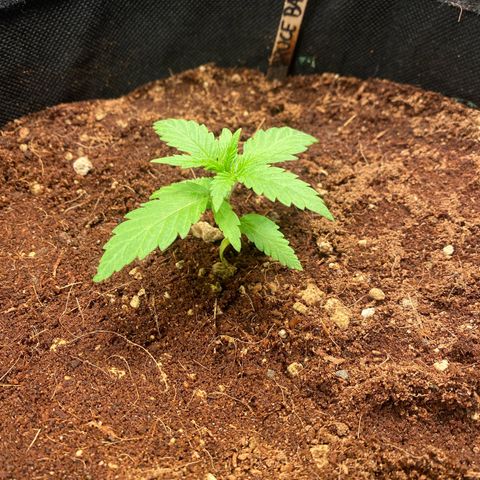 Bruce Banner #3 growlog timeline photo