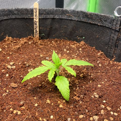 Strawberry Cough growlog timeline photo
