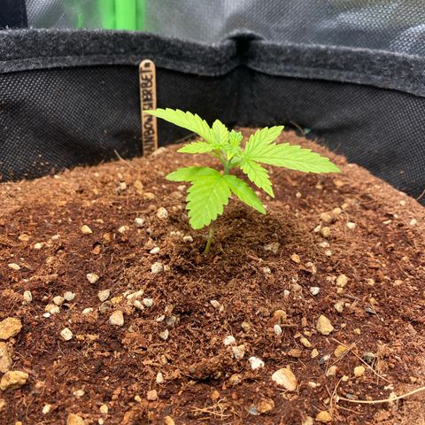 Rainbow Sherbet #11 growlog timeline photo