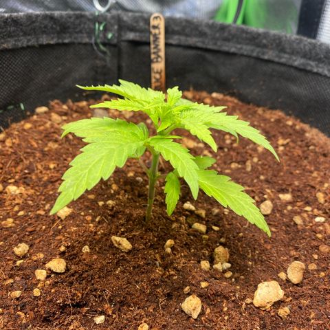 Bruce Banner #3 growlog timeline photo