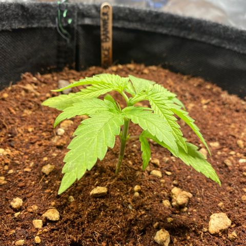 Bruce Banner #3 growlog timeline photo