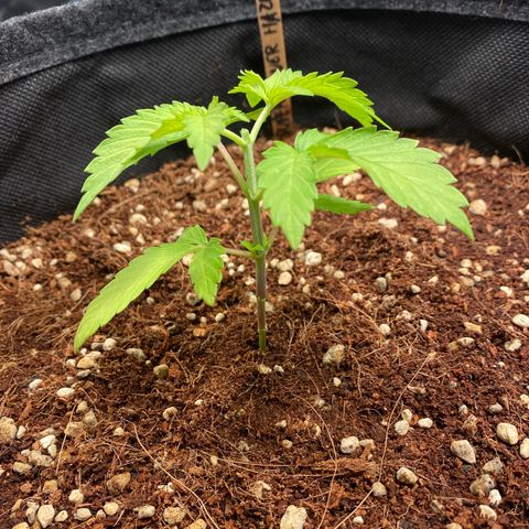 Super Silver Haze growlog timeline photo