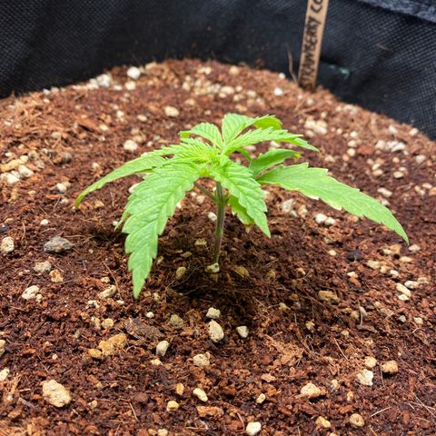 Strawberry Cough growlog timeline photo