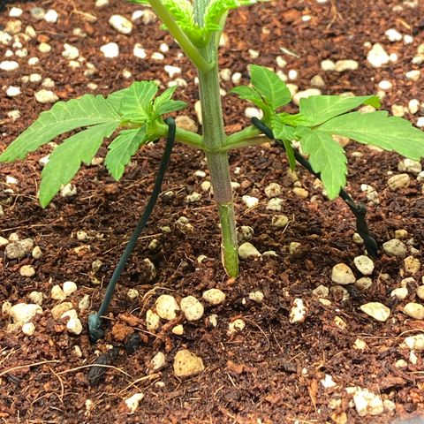 Super Silver Haze growlog timeline photo