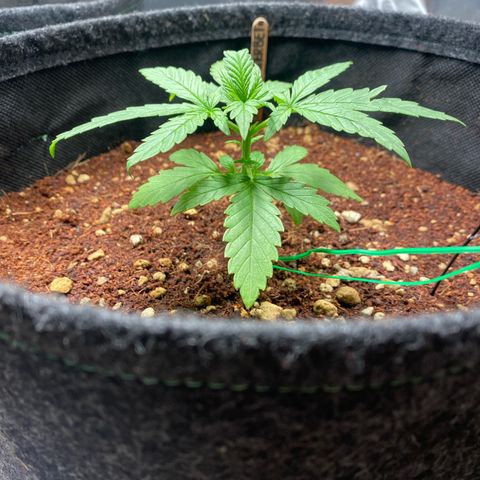 Rainbow Sherbet #11 growlog timeline photo