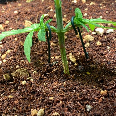 Bruce Banner #3 growlog timeline photo