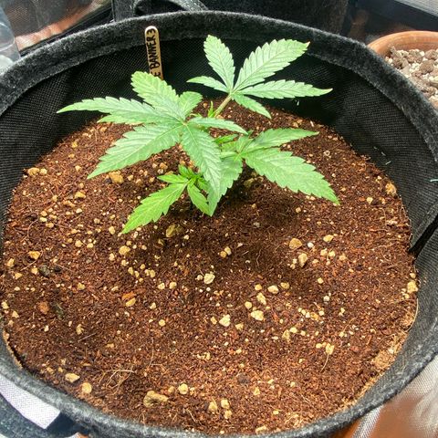 Bruce Banner #3 growlog timeline photo