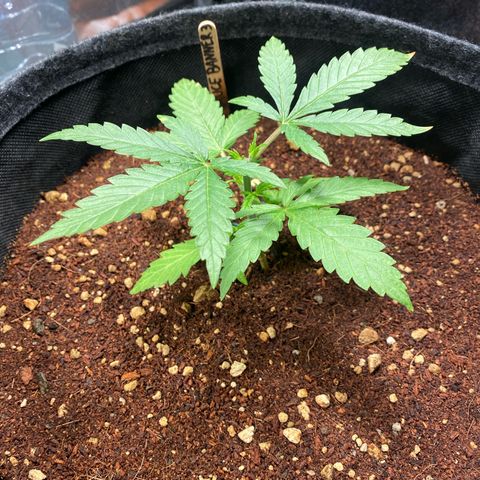 Bruce Banner #3 growlog timeline photo